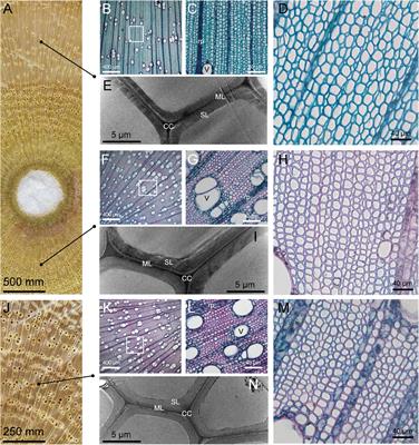 Transcriptomic, Proteomic, and Metabolic Profiles of Catalpa bungei Tension Wood Reveal New Insight Into Lignin Biosynthesis Involving Transcription Factor Regulation